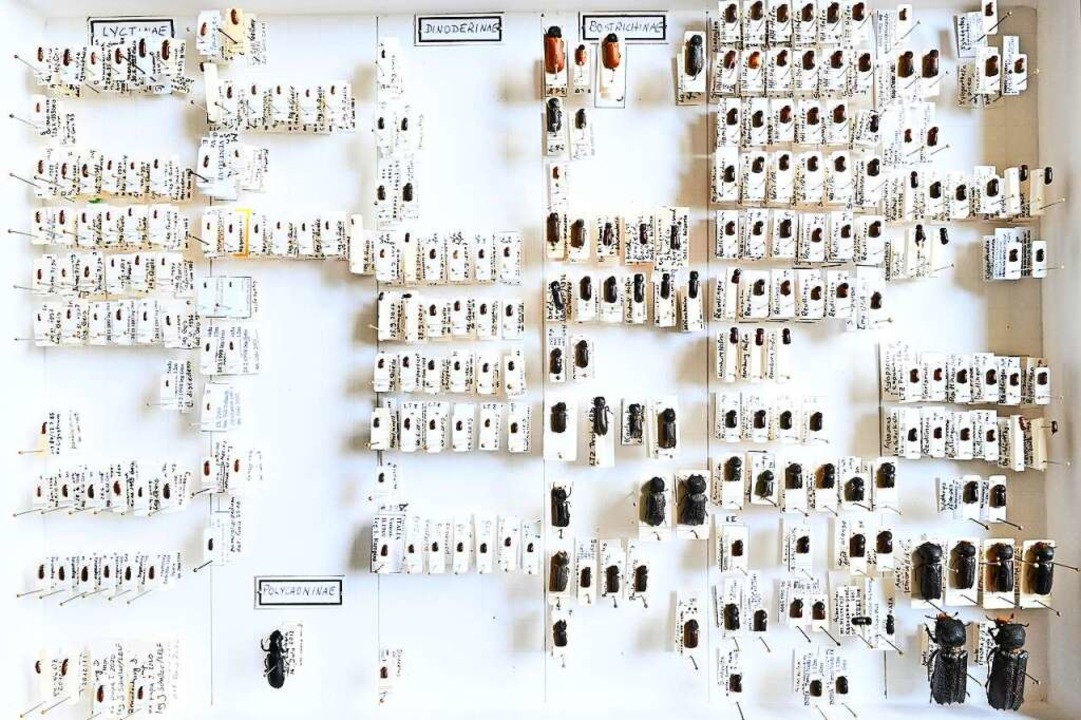Gut sortiert und sorgfltig beschrifte...laus-Ulrich Geis&#8217; Kfersammlung.  | Foto: Michael Bamberger