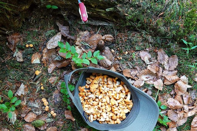 Wer sich auskennt, kann derzeit leckere Pfifferlinge im Wald finden.  | Foto: Hans-Jrgen Sackmann