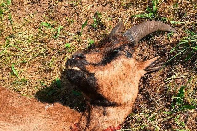 Fr Ziegentod im Mnstertal war kein Wolf verantwortlich