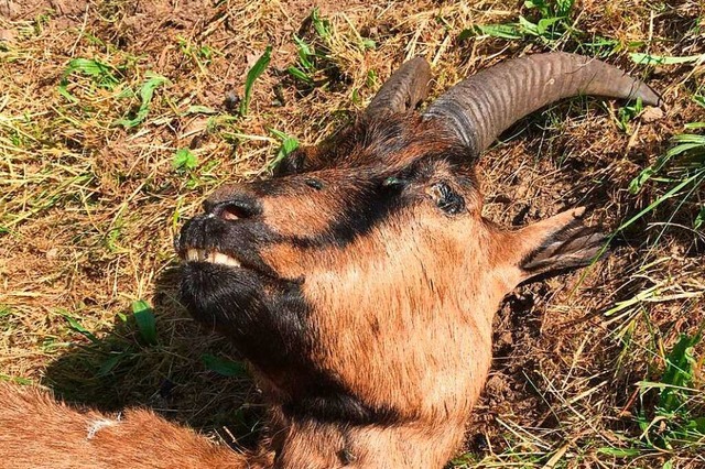 Die Todesursache der Ziege soll krankheitsbedingt gewesen sein.  | Foto: Manuela Stein 