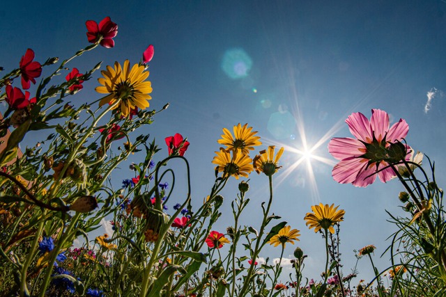 Blumenwiesen und blhende Randstreifen bieten vielen Insekten ein Zuhause.  | Foto: Frank Rumpenhorst (dpa)