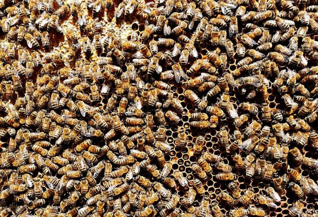 Von der Amerikanischen Faulbrut betrof...die ausgewachsenen Bienen zu kurieren.  | Foto: INGO SCHNEIDER