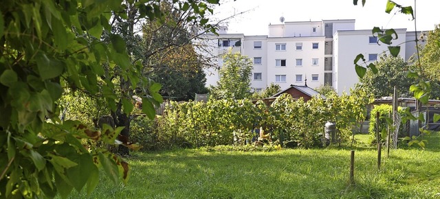 Derzeit noch als Schrebergrten genutz...ebiet &#8222;Rheinstrae Nord&#8220;.   | Foto: Jutta Schtz