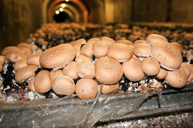 Champignon-Pilze in einem Schacht am Freiburger Schlossberg  | Foto: crs