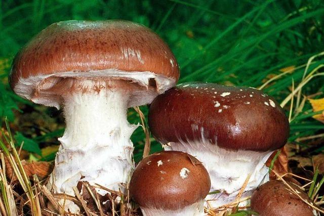 Welche Pilze aus dem Schwarzwald sind für den Kochtopf geeignet?