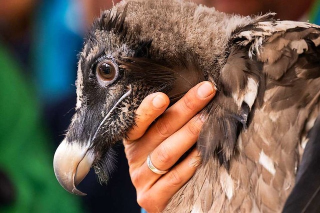 Ein Mitarbeiter im Nationalpark Bercht...lderung im Nationalpark Berchtesgaden.  | Foto: Sven Hoppe (dpa)