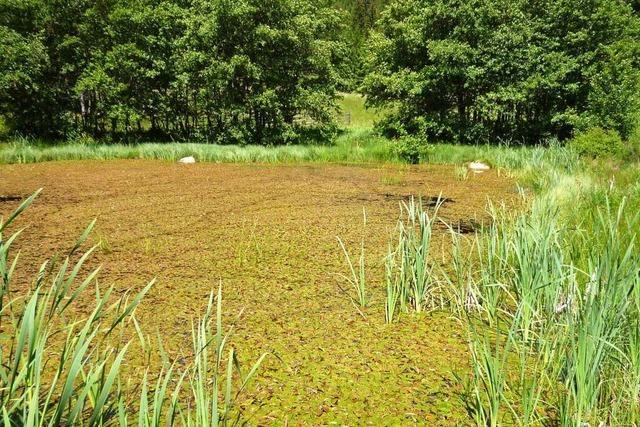 Die Enten vor der Glashtte beim Biotop am Httenhofweg