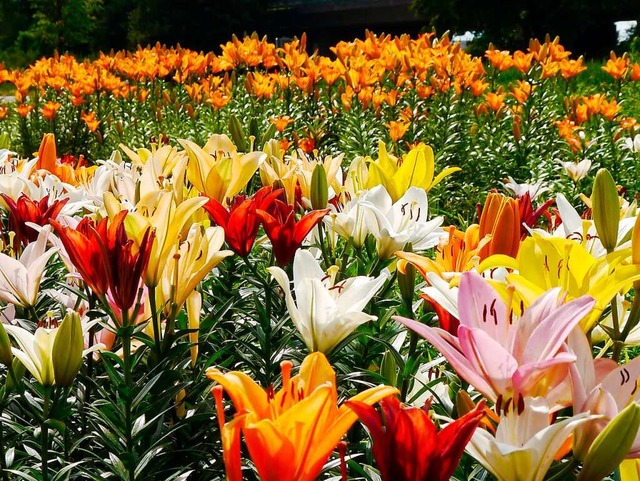 Lilienfeld bei Waldkirch.  | Foto: Elvira Pohl