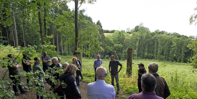 Eine zusammenhngende Verjngungsflch...tzzaun gegen Rehwildverbiss geschtzt.  | Foto: Volker Mnch