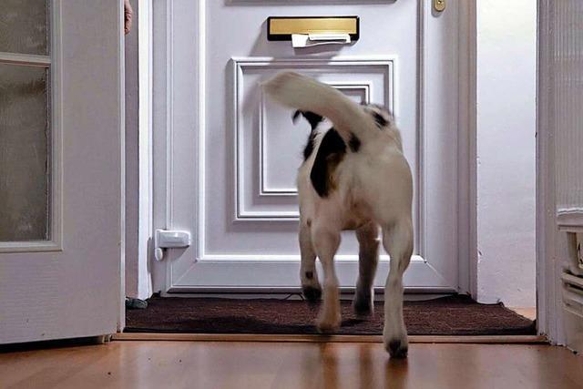 32 Hundeangriffe auf Postboten pro Woche