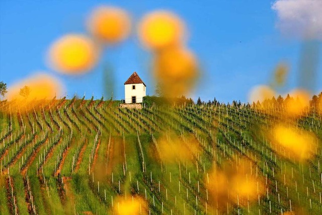 Mitten im Weinberg: Heiraten im Rebhu...gardt (Bild) geht bald auch in Auggen.  | Foto: Harald Hfler