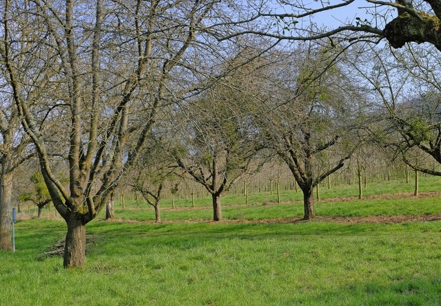 Ein vom Menschen gemachtes Biotop: die Streuobstwiese   | Foto: Martin Pfefferle