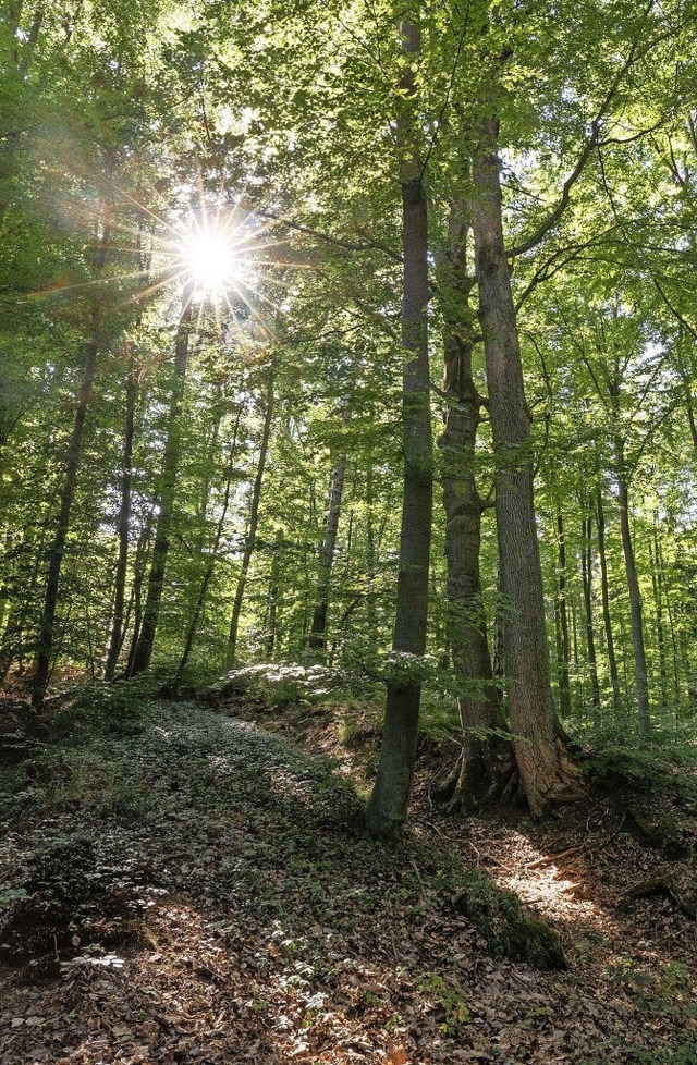 Auch der Mnstertler Wald braucht klimaresistente Erneuerung.  | Foto: Nicolas Armer (dpa)