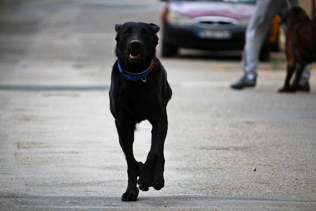 Ein nicht angeleinter Hund ist auf der...e gegen ein Auto gerannt (Symbolbild).  | Foto: canecorso (Adobe Stock)