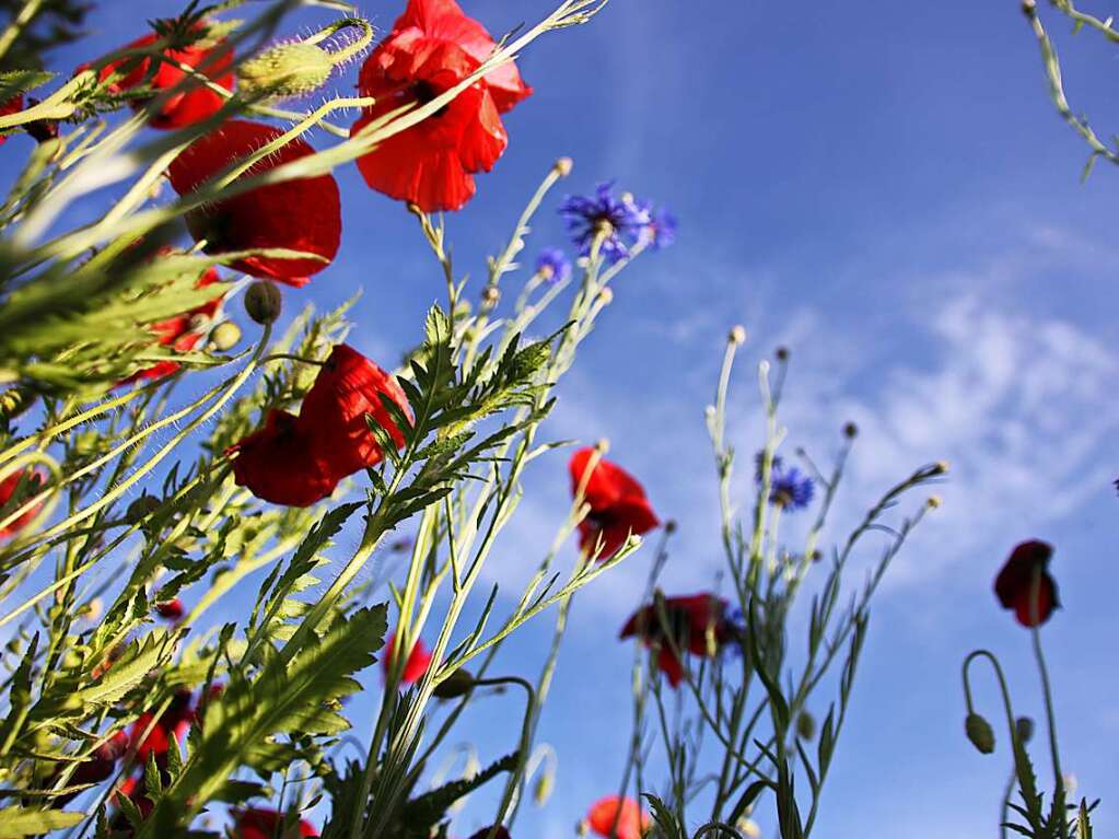 Mohn in Malterdingen – einmal aus anderer Perspektive Ehreiser fotografiert.