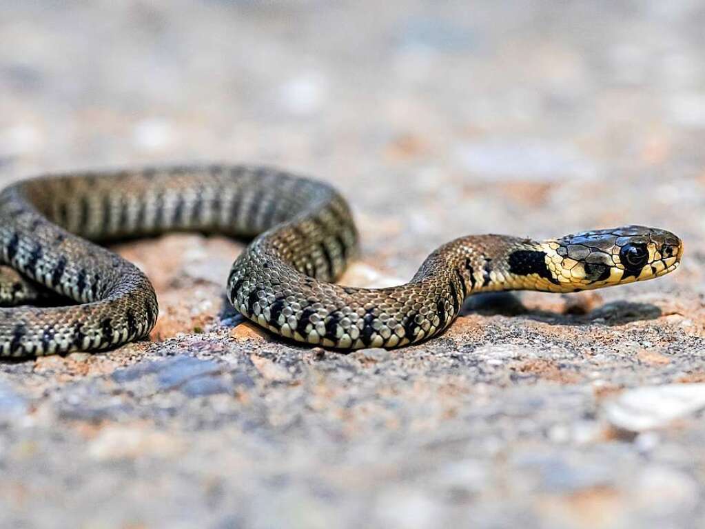 Sonnenbad einer Barrenringelnatter im sdlichen Teil des Taubergieen auf der Hhe von Niederhausen