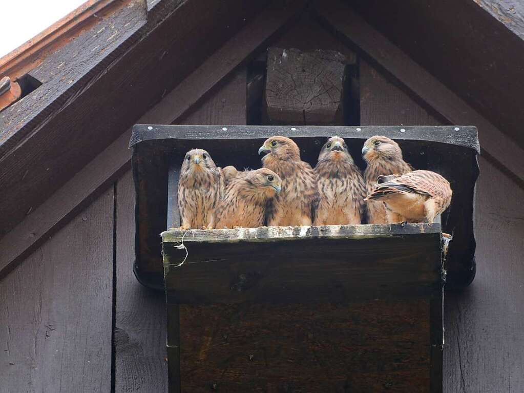 Sechs junge Turmfalken genieen von ihrer Nisthilfe ausden schnen Blick auf die Hochburg.