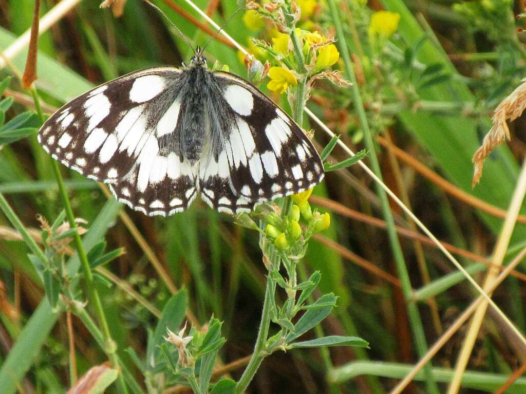 Ein Schachbrettschmetterling labt sich auf einer prachtvollen Wiese