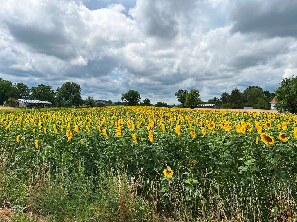 Am Siebenschlfer-Tag lieen die Sonnenblumen ihre Kpfe hngen. Hoffentlich kein schlechtes Ohmen.