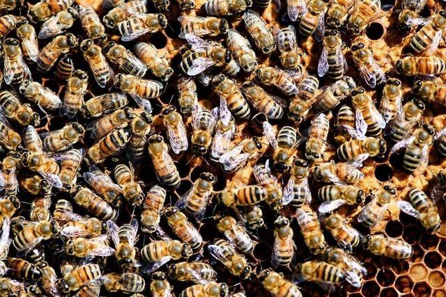 Bienenstöcke fallen auf Autobahn A5 – rund 20 000 Tiere getötet