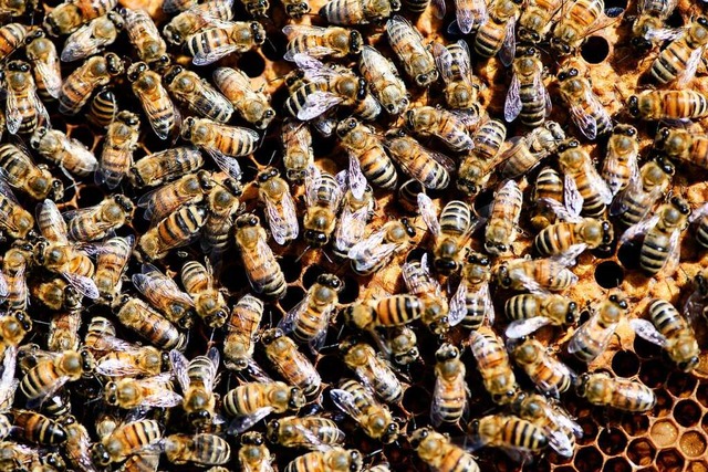 Geschtzt 20000 Bienen wurden bei eine...en gettet, wie die Polizei mitteilte.  | Foto: Swen Pfrtner