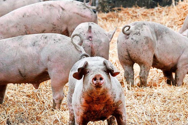 16 Hausschweine auf einem Hof in Forch...r Afrikanischen Schweinepest erkrankt.  | Foto: Roland Weihrauch