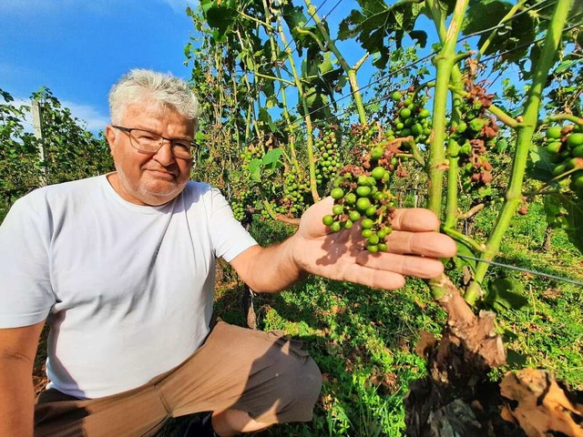 Werner Rschard zeigt eine vom Hagel g... aufgeplatzt sind und nun austrocknen.  | Foto: Hannes Lauber