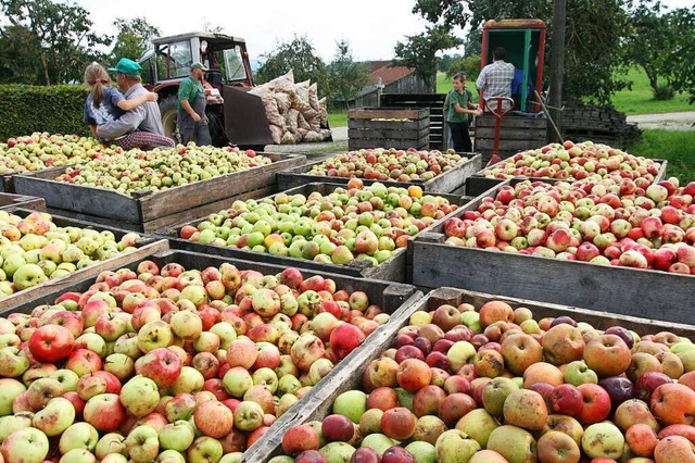 Verschiedene Apfel- und Birnensorten, ...inger in Ewattingen  zu Saft gepresst.  | Foto: Chris Seifried