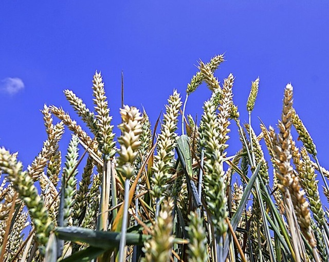 Weizen wchst auf einem Feld.  | Foto: Julian Stratenschulte (dpa)