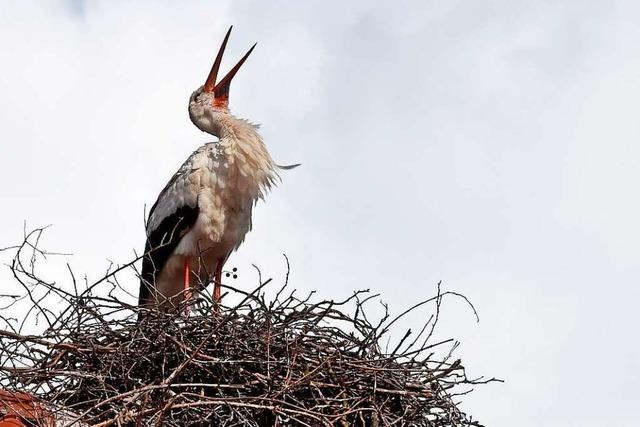 Storchenvater Eisenbarth kümmert sich um 60 Nester in Nordbaden