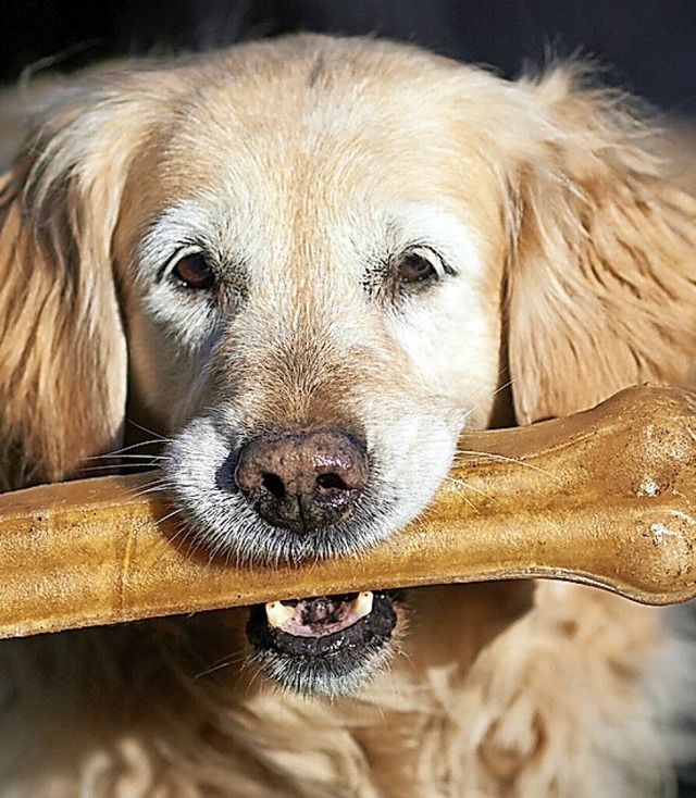 ein Golden Retriever mit riesigen Hunger.  | Foto: Bernd Thissen (dpa)