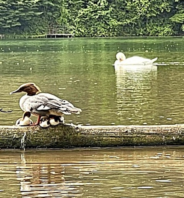 Enten in der Wehrabucht bei Wehr  | Foto: privat