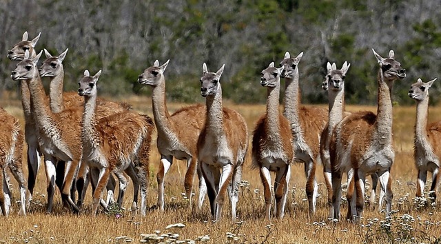 Eine Gruppe freilebender Guanakos im Patagonia Park in Chile  | Foto: Esteban Felix