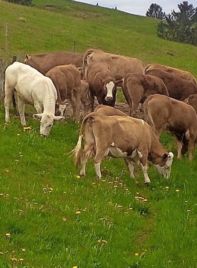 Die Khe auf der Weide in Gersbach  | Foto: privat