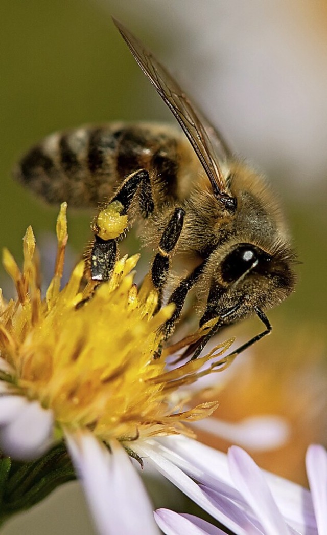 Eine Biene sammelt Pollen  | Foto: Sven Hoppe