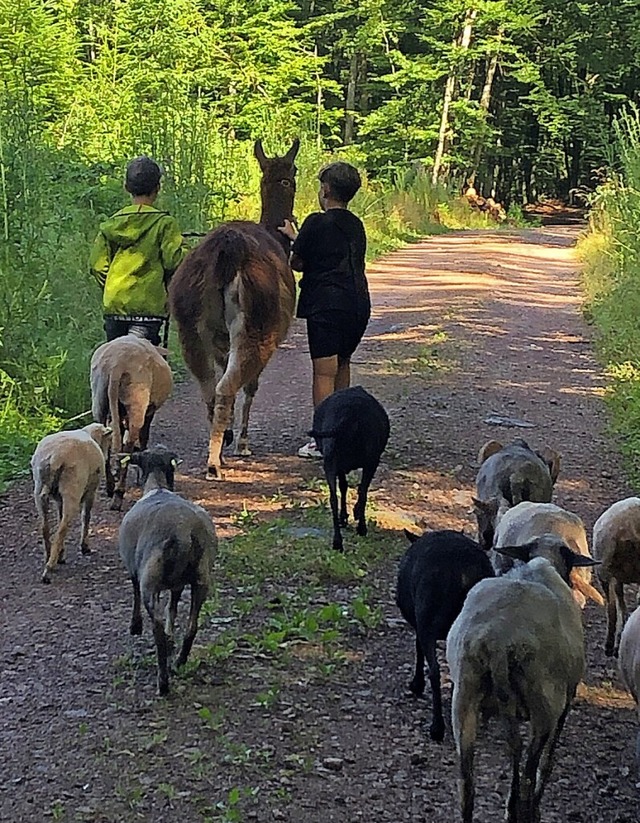 Die Klasse 4c bei ihrer Lama- und Schafswanderung  | Foto: privat