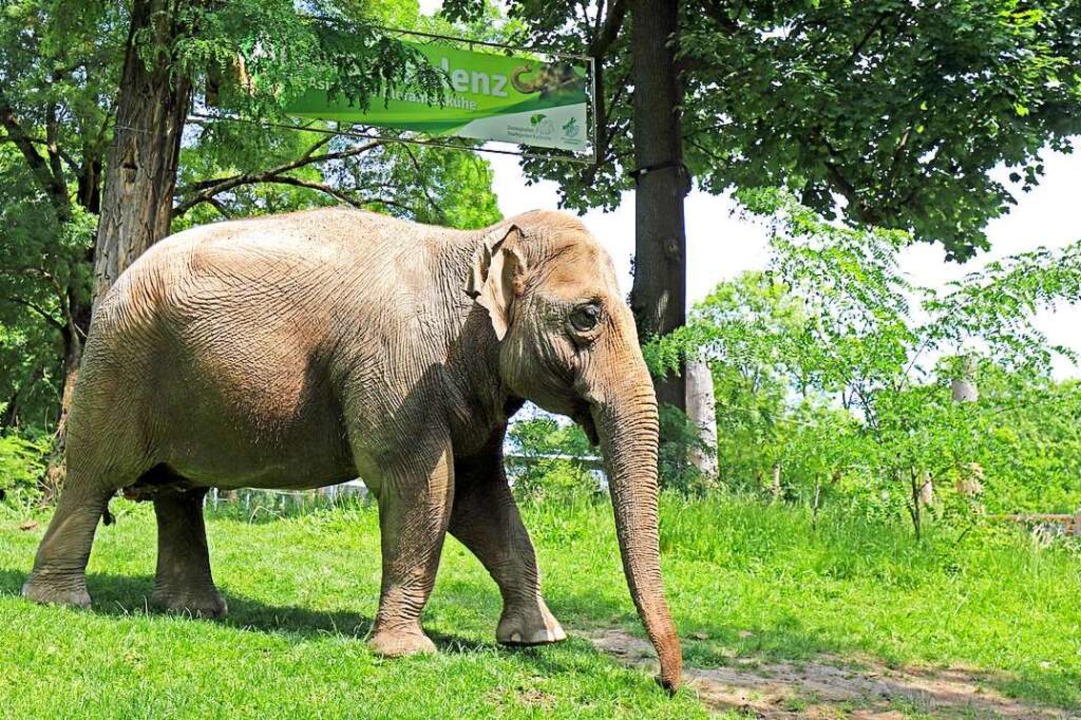 Törööö, dröhnt es aus dem Elefantengeh...Card-Rabatt vom 8. bis 14. August 2022  | Foto: Zoologischer Stadtgarten Karlsruhe