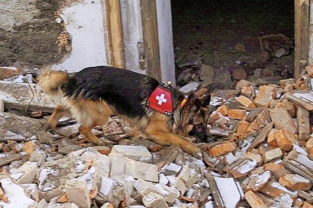 Bei der Rassehunde-Schau auf der Messe Offenburg zeigen Rettungshunde ihr Können