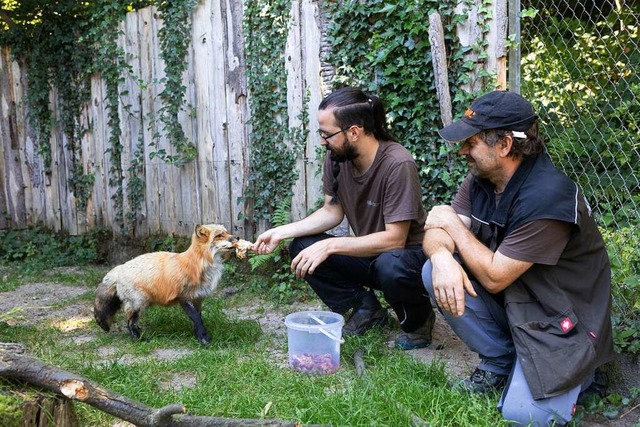 Tierpfleger Ren Schneider und Betriebsleiter Ralf Volk fttern Fchsin Pepper  | Foto: Patrik Mller