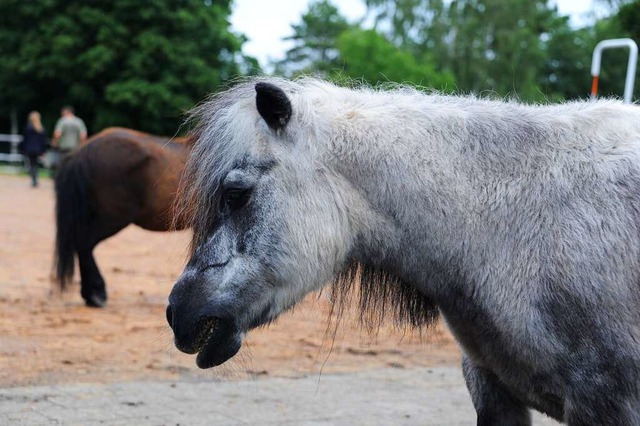 Ponys knnen manchmal auch ganz schn eigenwillig sein. (Symbolbild)  | Foto: Andrea Schiffner