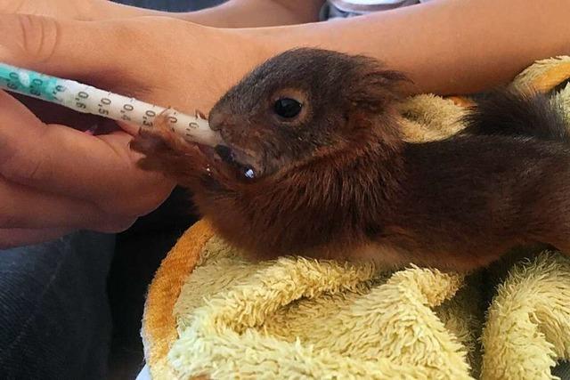 Die Rettung von drei Eichhörnchen-Babys
