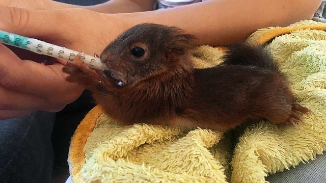 Eines der gefundenen Eichhrnchen-Babys bei seiner Ftterung.  | Foto: Oxana Dietsche