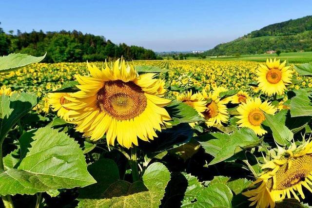 In der Region Freiburg fehlt das Saatgut für Sonnenblumen