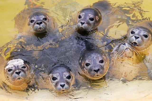 An der Nordseekste gibt es so viele Heuler-Funde wie lange nicht mehr