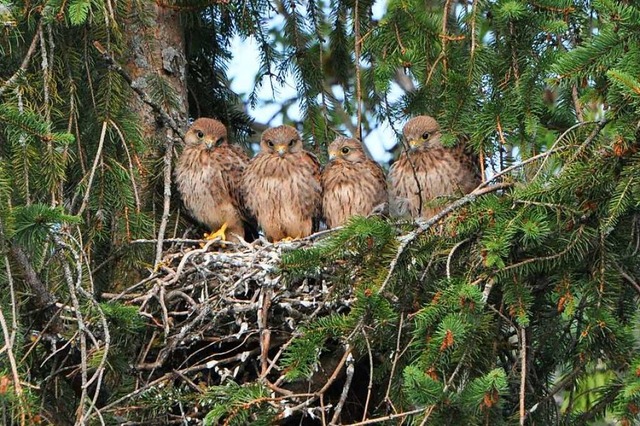 Erwischt! Vier Falken auf einem Ast  | Foto: Gunter Freiling