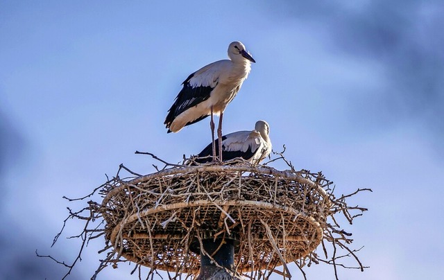   | Foto: Wolfgang Hoffmann