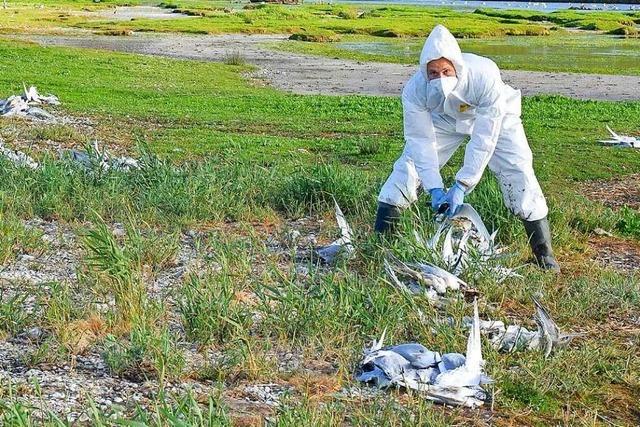 Alarmstufe Rot: Vogelgrippe bedroht das berleben von Seeschwalben an der Nordsee