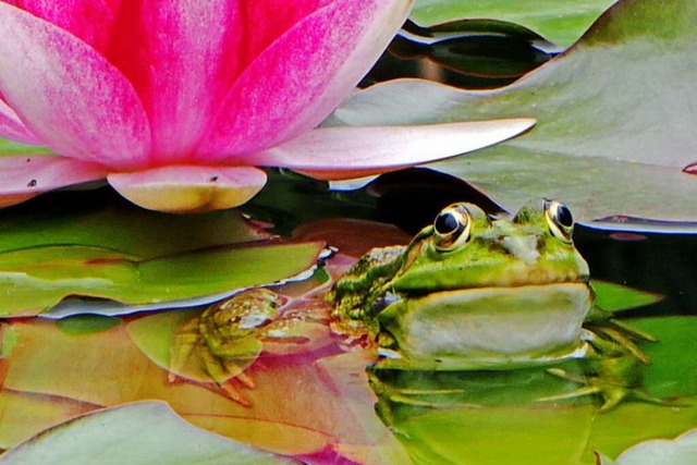 Frosch.  | Foto: Christine Lw