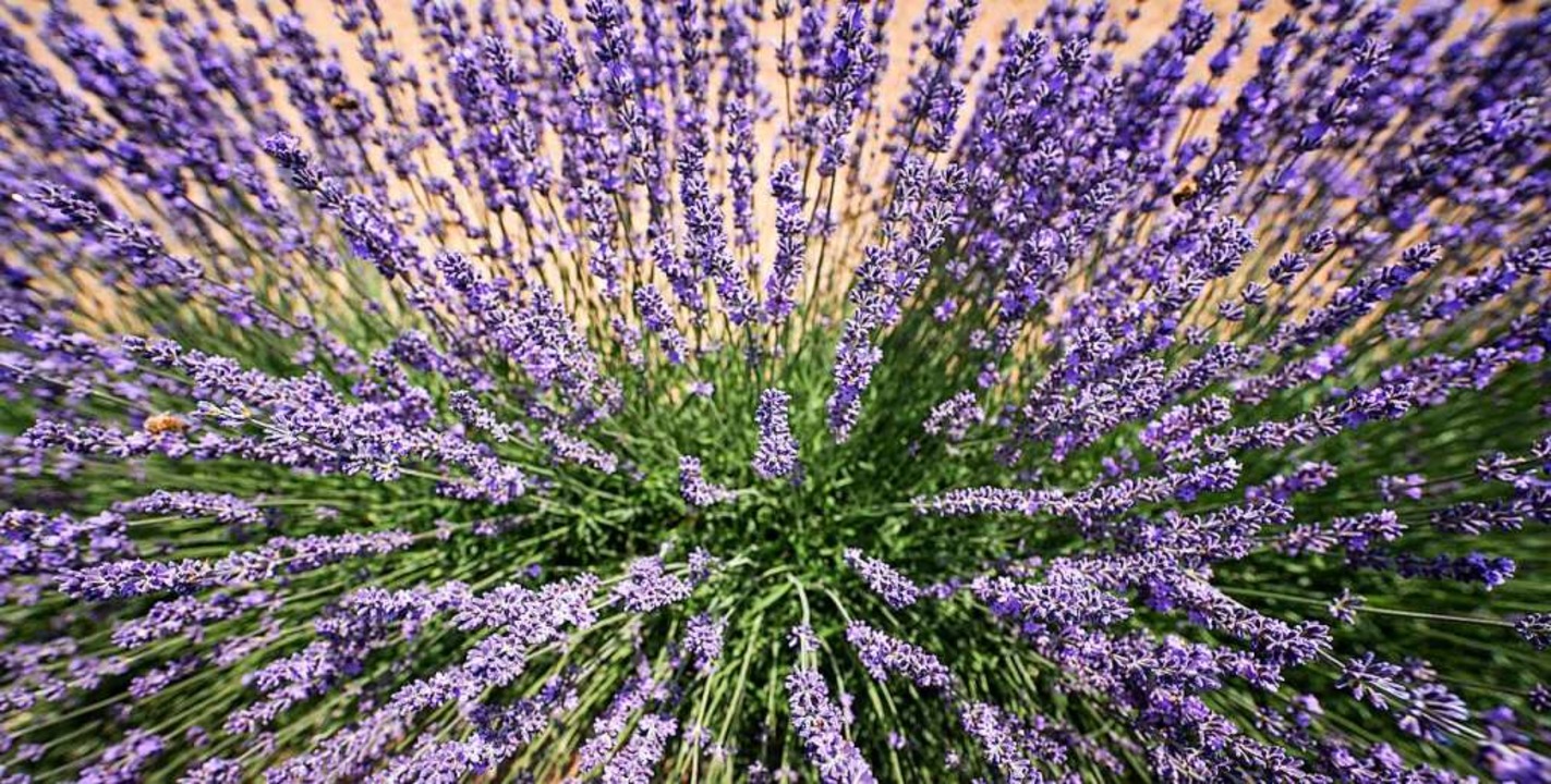 Lavendel blht auf einem Vogtsburger Lavendelfeld.  | Foto: Silas Stein (dpa)