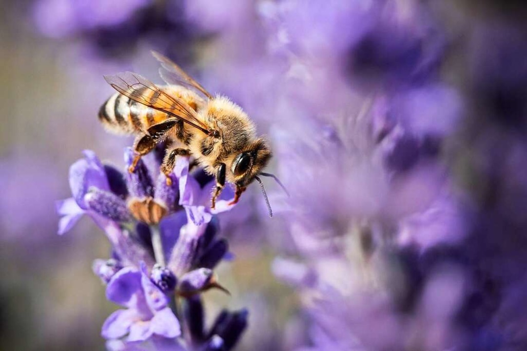 Biene macht Rast auf einer Lavendelblüte  | Foto: Silas Stein (dpa)